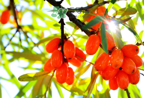 沙棘是酸性還是堿性？沙棘是涼性還是熱性？