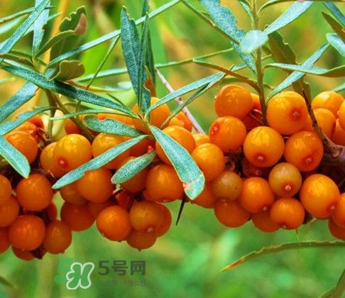 沙棘怎么吃？沙棘果的食用禁忌