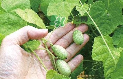 拇指西瓜什么時候上市？拇指西瓜什么時候成熟