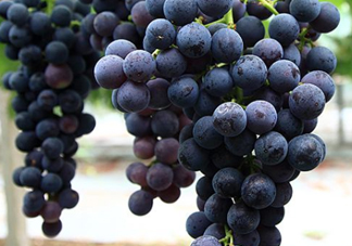 黑提子是涼性還是熱性？黑提是熱性還是涼性？