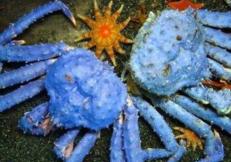 螃蟹腿藍(lán)色的是什么？螃蟹腿為什么是藍(lán)色？