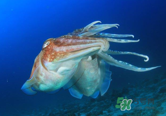 墨魚多少錢一斤 墨魚買哪種好 墨魚多少錢一斤 墨魚買哪種好