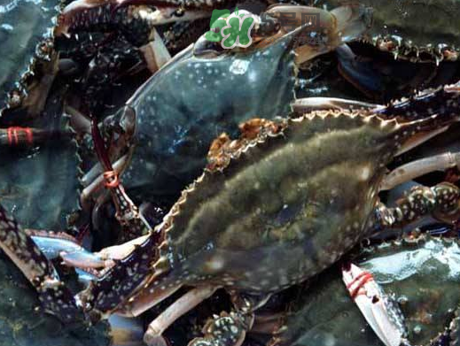 梭子蟹養(yǎng)殖的嗎？梭子蟹養(yǎng)殖和野生的區(qū)別