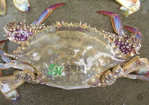 梭子蟹養(yǎng)殖的嗎？梭子蟹養(yǎng)殖和野生的區(qū)別