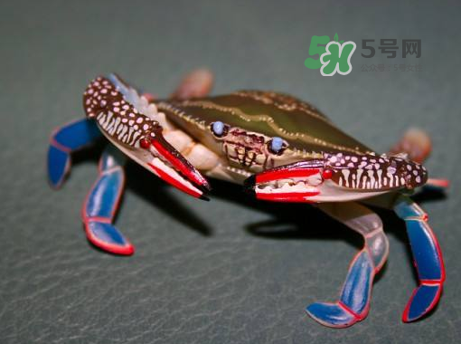 花蟹不能和什么一起吃？花蟹和什么不能一起吃？