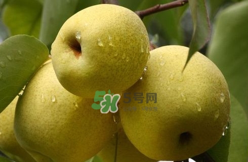 梨子是發(fā)物嗎？梨子是不是不能分著吃