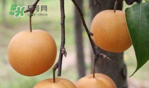 梨子什么時(shí)候吃最好？梨子什么時(shí)候成熟
