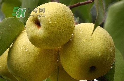 梨子多少錢一斤？皇冠梨多少錢一斤？