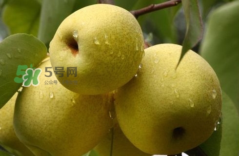 梨子有公母之分嗎？梨子怎么分辨公母