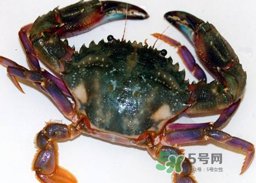 螃蟹腿藍色的是什么？螃蟹腿為什么是藍色？