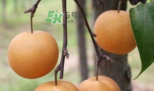 梨子是發(fā)物嗎？梨子是不是不能分著吃