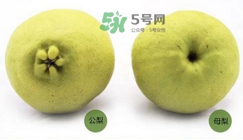 梨子有公母之分嗎？梨子怎么分辨公母