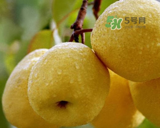 碭山梨怎么讀？碭山梨吃著為什么那么松軟