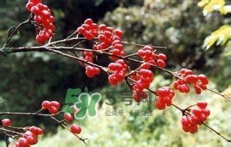 怎么看男人腎好不好？男人腎虛吃什么調(diào)理？