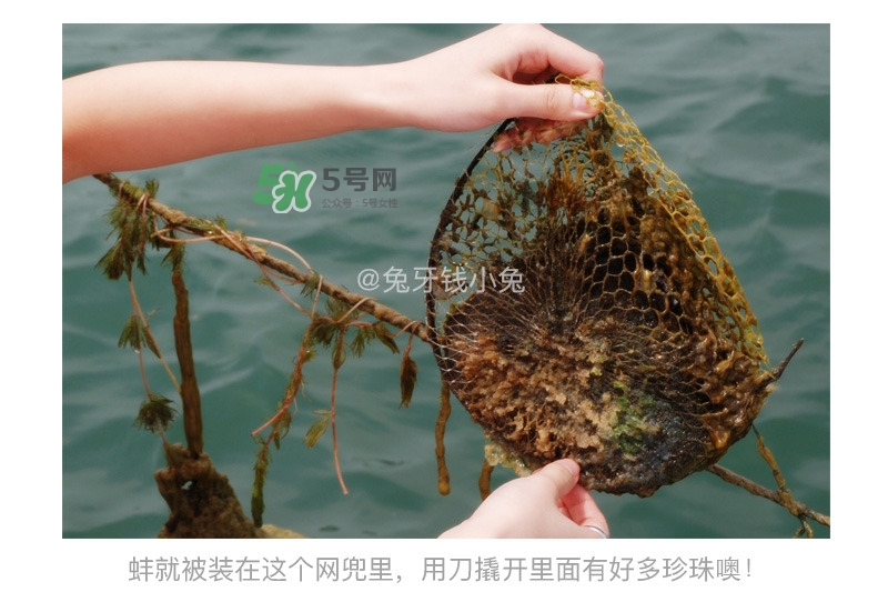 珍珠粉解決夏天臉上出油的偏方 珍珠粉解決夏天臉上出油的偏方