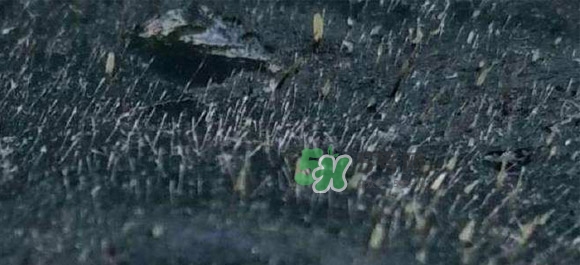 哪種護(hù)膚品可以深層清潔臉部毛孔 深層清潔的護(hù)膚品推薦 哪種護(hù)膚品可以深層清潔臉部毛孔 深層清潔的護(hù)膚品推薦