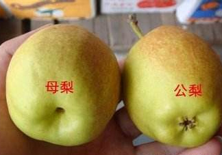 梨子有公母之分嗎？梨子怎么分辨公母
