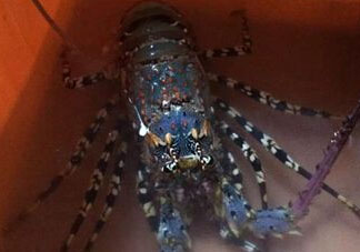 中華錦繡龍蝦能吃嗎？中華錦繡龍蝦能吃嗎？