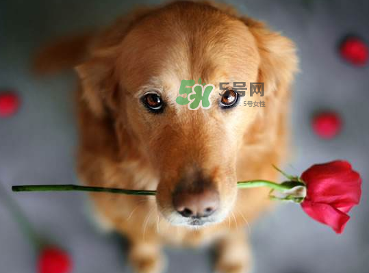 七夕可以提前送花嗎？七夕節(jié)提前幾天送花好？