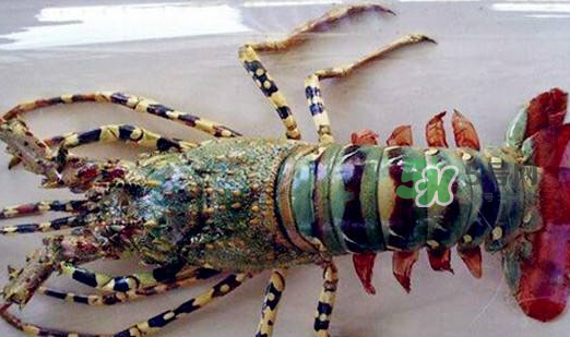 中華錦繡龍蝦能吃嗎？中華錦繡龍蝦能吃嗎？