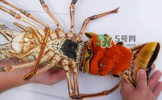 中華錦繡龍蝦能吃嗎？中華錦繡龍蝦能吃嗎？