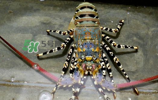 中華錦繡龍蝦能吃嗎？中華錦繡龍蝦能吃嗎？