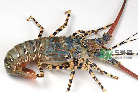 中華錦繡龍蝦怎么做？中華錦繡龍蝦怎么吃？