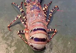 中華錦繡龍蝦怎么做？中華錦繡龍蝦怎么吃？