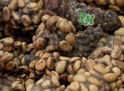 貓屎咖啡多少錢一杯？貓屎咖啡多少錢一斤