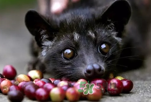 貓屎咖啡是怎么來的？貓屎咖啡的由來