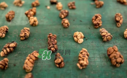 貓屎咖啡是怎么來的？貓屎咖啡的由來