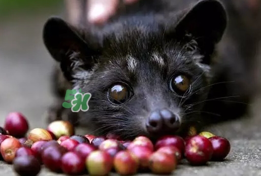 貓屎咖啡是貓屎做的嗎？貓屎咖啡是什么貓的屎