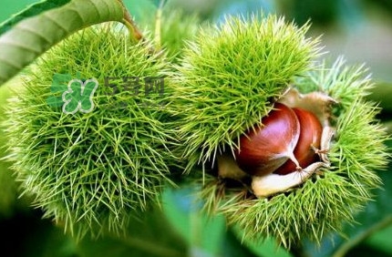 哪里產(chǎn)的板栗最好吃？板栗怎么挑選