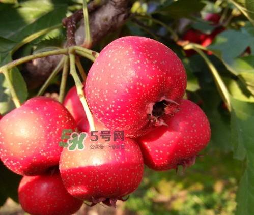 山楂什么人不能吃？山楂什么時候吃效果好