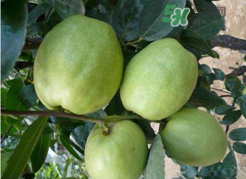 梨棗和冬棗哪個大？梨棗和冬棗的區(qū)別