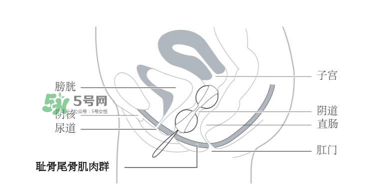 lelo露娜球如何使用方法？露娜球使用感受