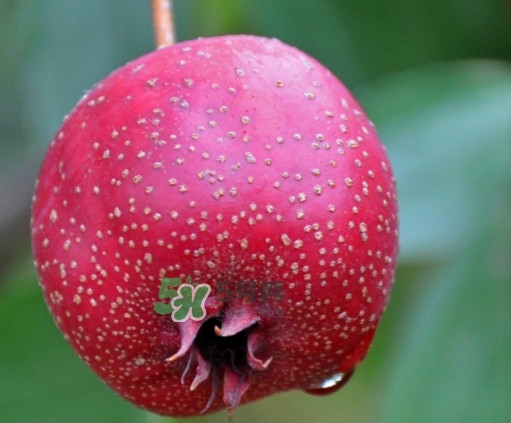 山楂什么人不能吃？山楂什么時候吃效果好