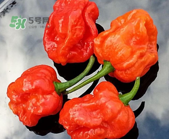 卡羅萊納死神辣椒中國有嗎？死神辣椒哪里有賣