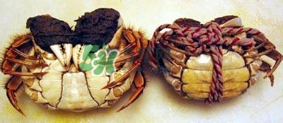 螃蟹怎么吃好吃？螃蟹和什么一起吃最好？