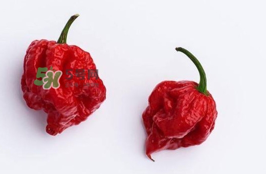 卡羅萊納死神辣椒辣死過人嗎？死神辣椒究竟有多辣