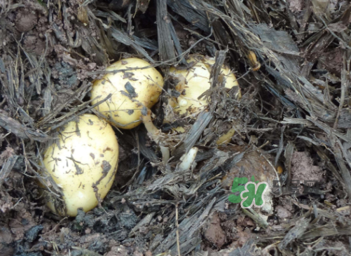 九月份可以種土豆嗎？秋天能種土豆嗎？