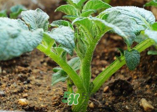 九月份可以種土豆嗎？秋天能種土豆嗎？