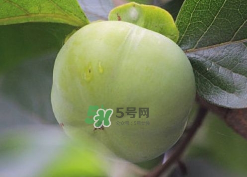 柿子葉能降血糖嗎？青柿子的功效與作用