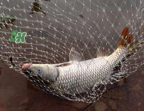 八月份釣魚用什么料好？八月份釣什么魚？