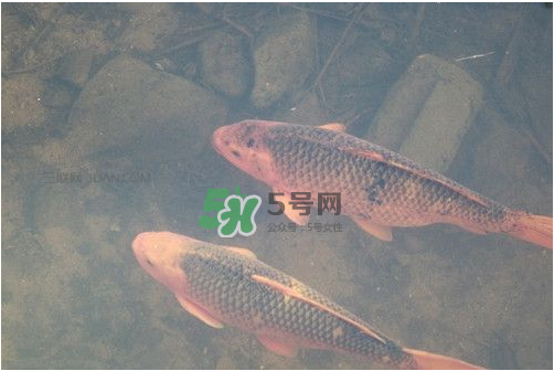 八月份釣魚用什么料好？八月份釣什么魚？