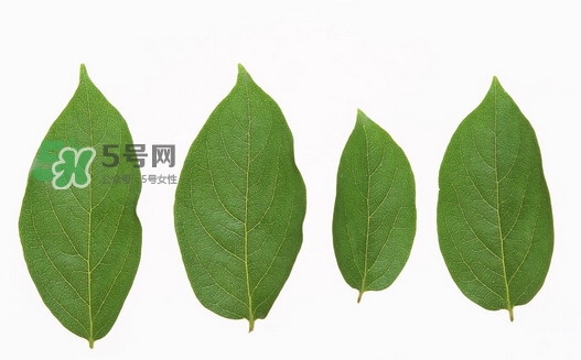 柿子葉能治胃病嗎？柿子葉什么時候采最好