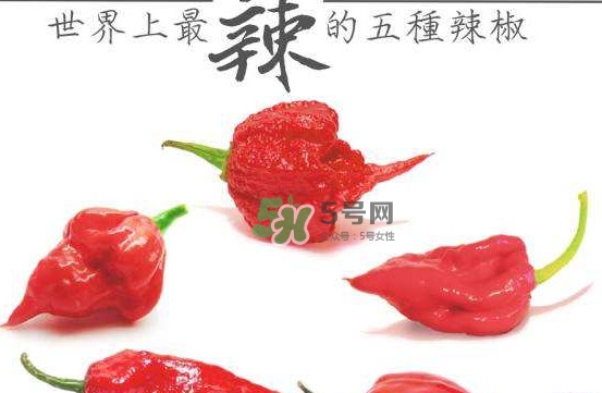 卡羅萊納死神辣椒中國有嗎？死神辣椒哪里有賣