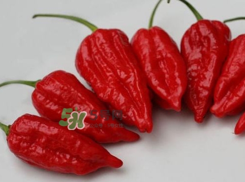 卡羅萊納死神辣椒辣死過人嗎？死神辣椒究竟有多辣