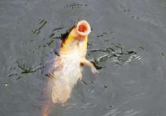 八月份釣魚用什么料好？八月份釣什么魚？