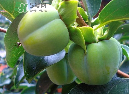 柿子葉能降血糖嗎？青柿子的功效與作用